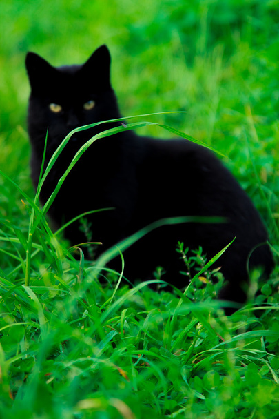 Un gato está sentado en la hierba
 - Foto, imagen