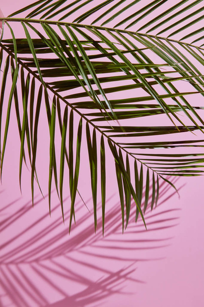 Composition with palm leaves - Фото, изображение