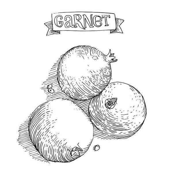 Vector illustration of fruit painted in engraving style. A garne - Вектор,изображение