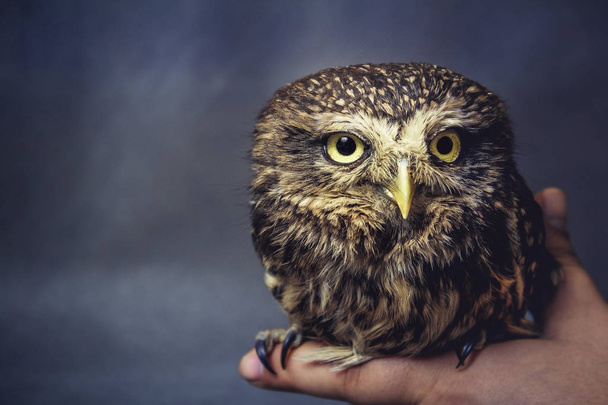 portrait of a tamed owl on the arm - Foto, Imagem