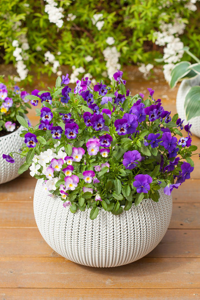 beautiful pansy summer flowers in flowerpots in garden - Fotó, kép