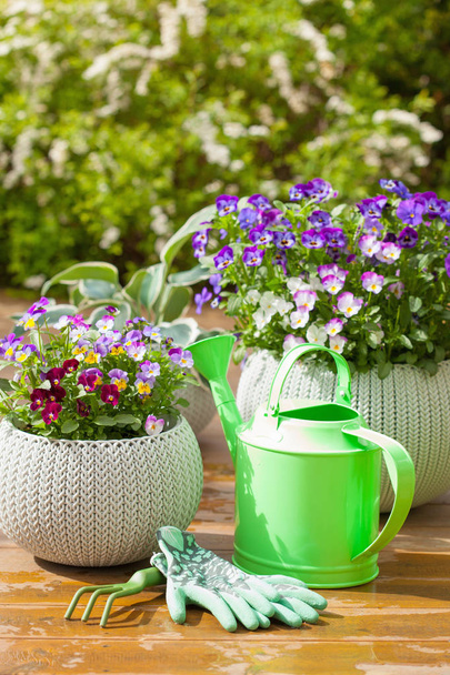beautiful pansy summer flowers in garden and watering can gloves - Photo, Image