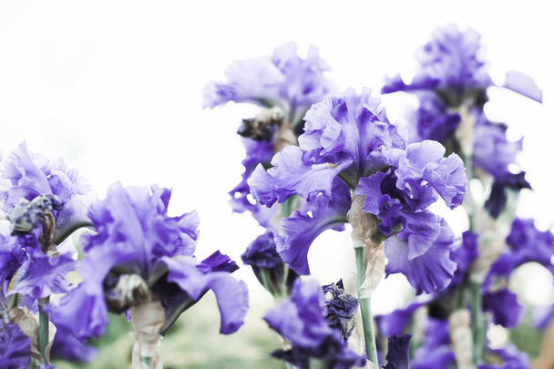 美しい薄紫色のアイリスの花 - 写真・画像
