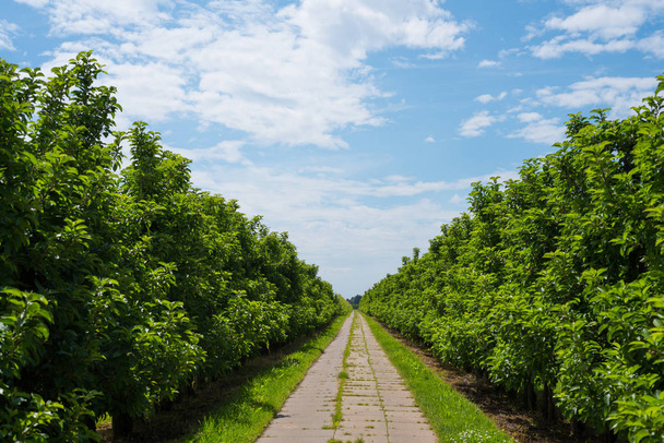 Přímá asfaltová cesta mezi řádky svěží zelené jablko stromků na plantáži v krásné modré oblohy - Fotografie, Obrázek