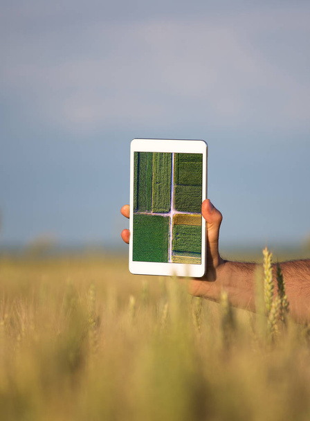 Чоловік тримає планшет із зображенням у пшеничному полі
 - Фото, зображення