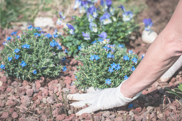 Jardinage à domicile printanier, plantation de fleurs dans le sol
 - Photo, image