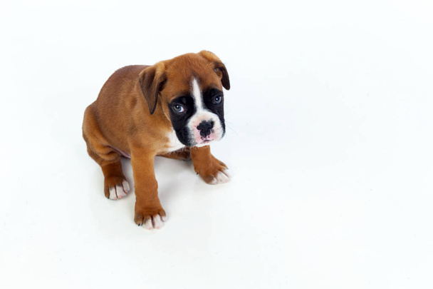 Cãozinho boxer adorável
 - Foto, Imagem