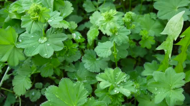 Green Alchemilla vulgaris plant with moisture. Common ladys mantle is an herbaceous perennial plant in Europe. Close up footage static camera. - Footage, Video
