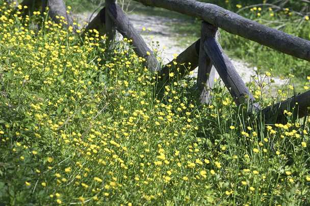 sárga buttercup egy réten - Fotó, kép