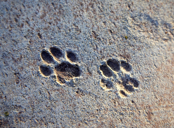 Кіт треки, що залишилися на сирому бетоні
 - Фото, зображення