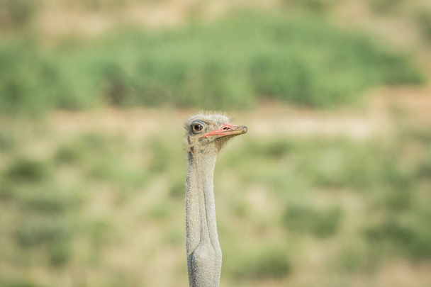Close up of a male Ostrich in Kalagadi. - Photo, image