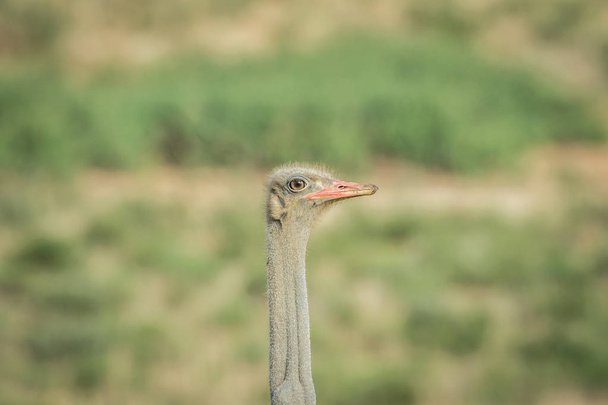 Close up of a male Ostrich in Kalagadi. - Photo, image