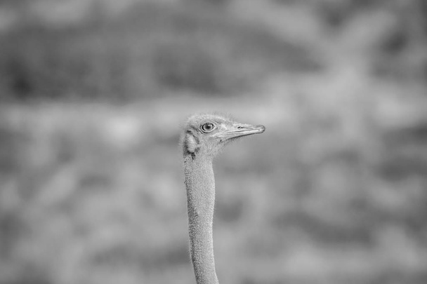 Close up of a male Ostrich in Kalagadi. - Foto, immagini