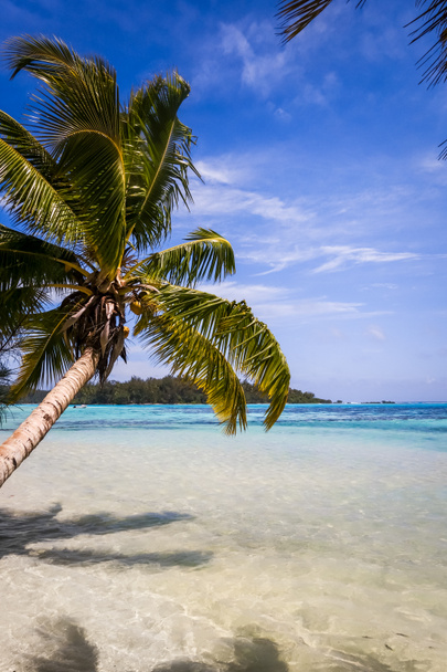 Paradise tropical beach and lagoon in Moorea Island - Photo, Image