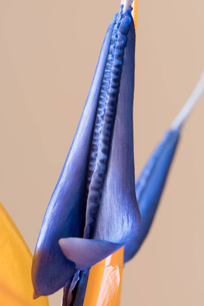 Blütenblätter von Strelitzia reginae, Paradiesvogel - Foto, Bild