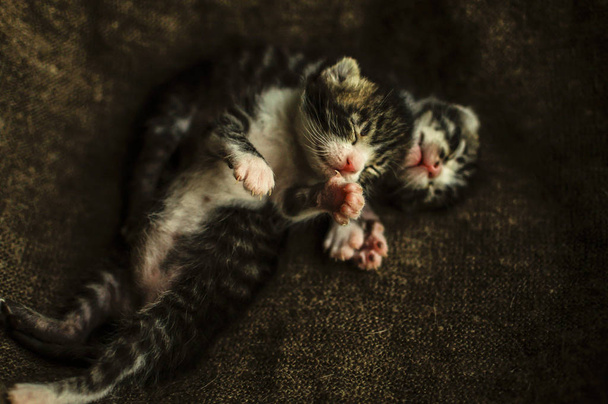 Kittens. Small, lovely creatures. - Photo, Image