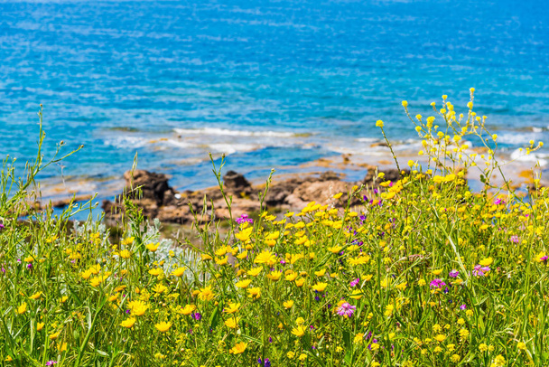 Mer bleue et fleurs jaunes en Sardaigne
 - Photo, image