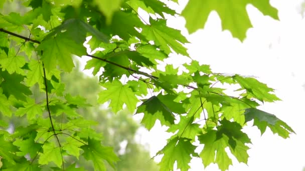 Bir parkta yeşil akçaağaç ağacının ayrıntı - Video, Çekim