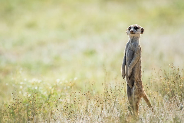 Meerkat on the look out in the Kalagadi. - 写真・画像