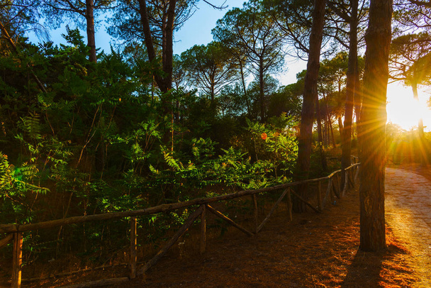 Zon schijnt bij zonsondergang in een dennenbos - Foto, afbeelding