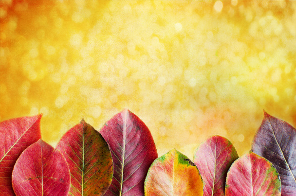 Bello sfondo autunnale con foglie di pera
 - Foto, immagini