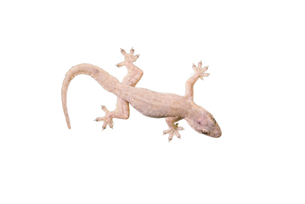 House lizard - gekco isolated on white background - Photo, Image
