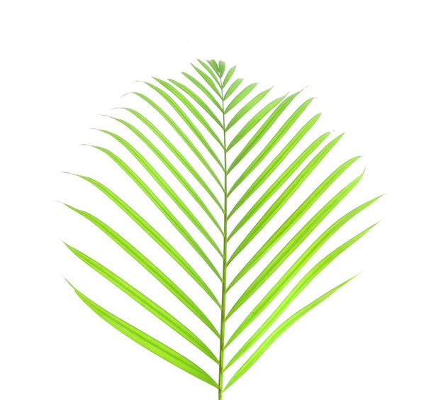 Feuille de palmier vert
 - Photo, image