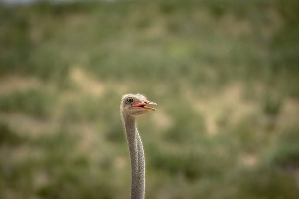 Close up of an Ostrich in the Kalagadi. - Foto, Imagen