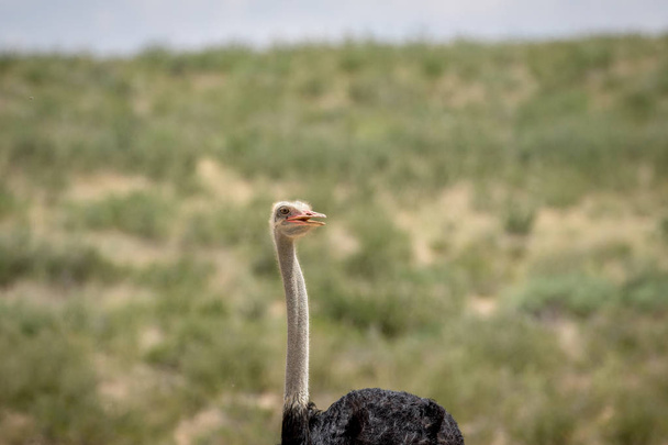 Close up of an Ostrich in the Kalagadi. - Valokuva, kuva