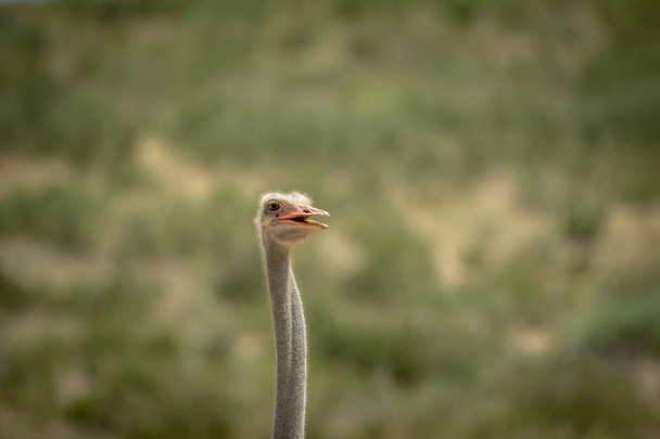 Close up of an Ostrich in the Kalagadi. - Foto, afbeelding