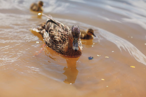 duck and Chicks ducklings swimming in the river - Foto, imagen
