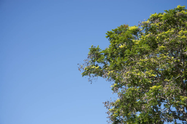 green leaf on blue sky for background - Foto, imagen