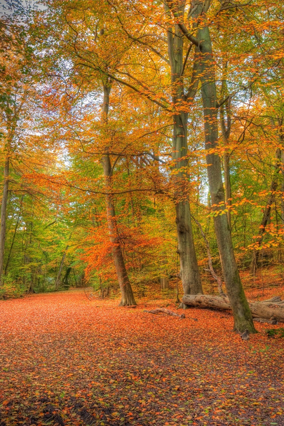 Vibrant automne automne forêt paysage image
 - Photo, image