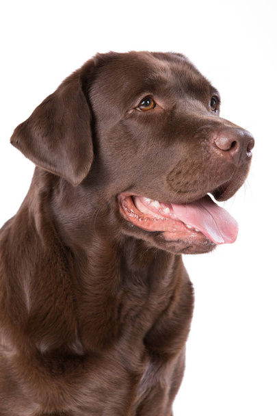 Koira labrador ruskea valkoisella taustalla
 - Valokuva, kuva