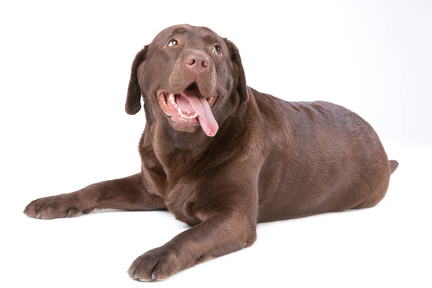 Perro labrador marrón sobre fondo blanco
 - Foto, Imagen