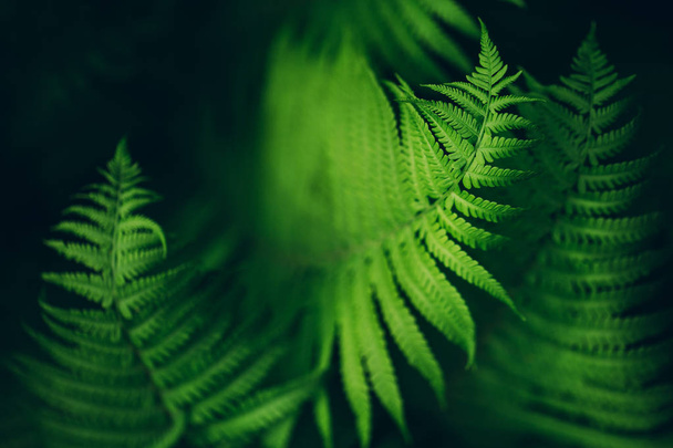 Beautiful fern leaves, macro - Photo, Image