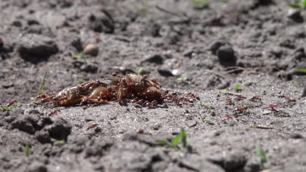 La vida de los insectos en los lechos del jardín.Las hormigas se alimentan de las langostas.Producción fórmica.
. - Imágenes, Vídeo