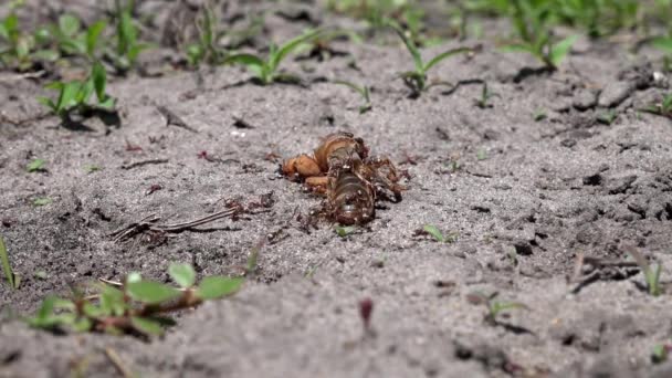 La vida de los insectos en los lechos del jardín.Las hormigas se alimentan de las langostas.Producción fórmica.
. - Imágenes, Vídeo