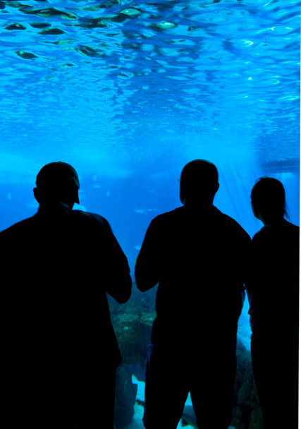 силуэты на фоне аквариума
 - Фото, изображение