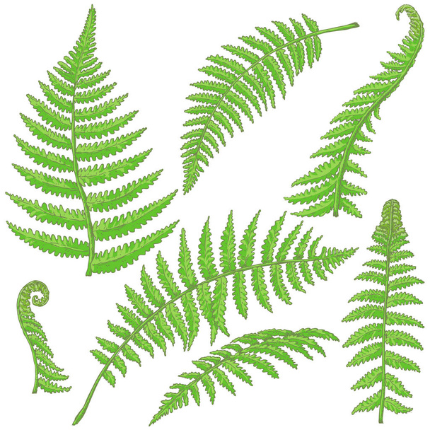 Green Fern Leaves Sketch - Vetor, Imagem