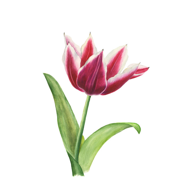 Botanikai akvarell ábrán piros tulipán, fehér élekkel elszigetelt fehér background - Fotó, kép