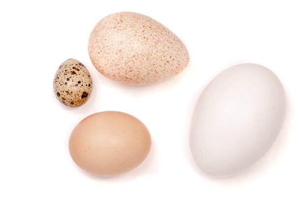 Goose turkey chicken and quail eggs isolated on white background - Foto, afbeelding