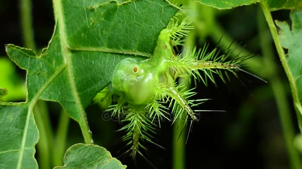 Caterpillar (Parasa lepida) biting leaves in tropical rain forest.  - Footage, Video