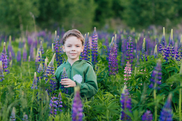 Portrait of a boy in a summer field of lupine  - Φωτογραφία, εικόνα