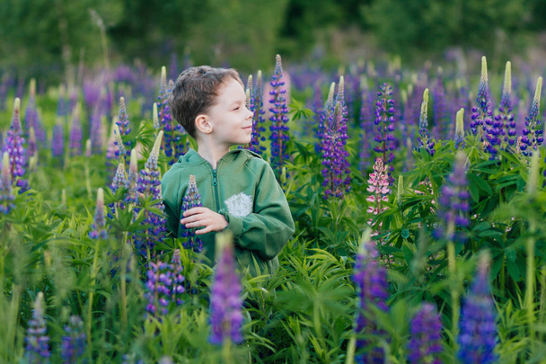 Portrait of a boy in a summer field of lupine  - Фото, зображення