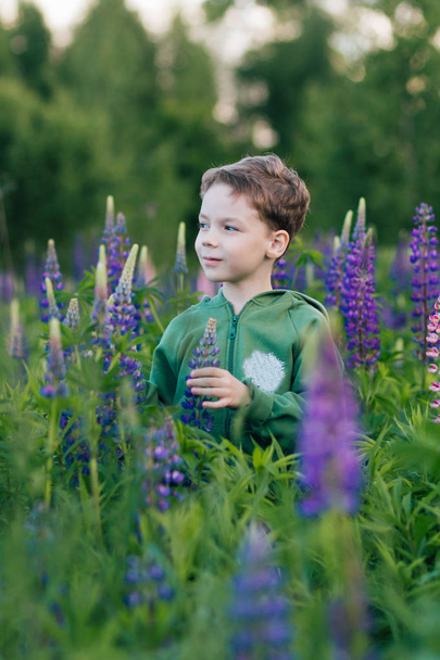 Portrait of a boy in a summer field of lupine  - Photo, image