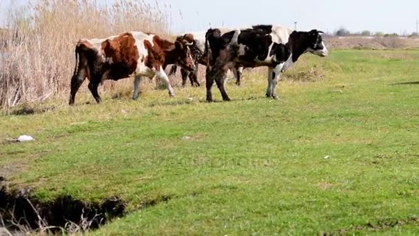 kudde koeien verlaten de gieter gat omgeven door groen gras en riet - Video