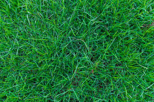 Green grass background in public city park, Green plant pattern - Photo, Image