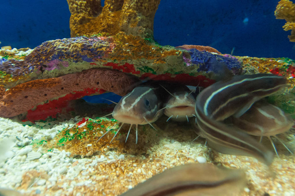 pesci esotici in acquario - Foto, immagini