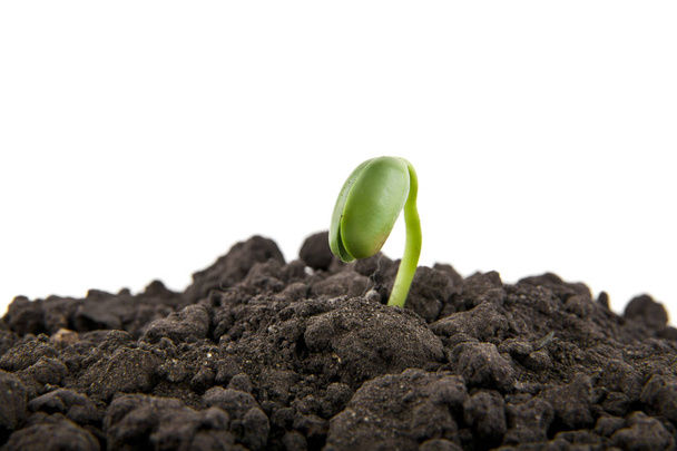 young seedlings in the soil soil  - Photo, Image